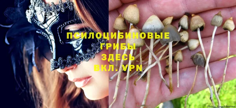 гидра зеркало  Талица  Псилоцибиновые грибы Psilocybine cubensis  купить наркотики цена 